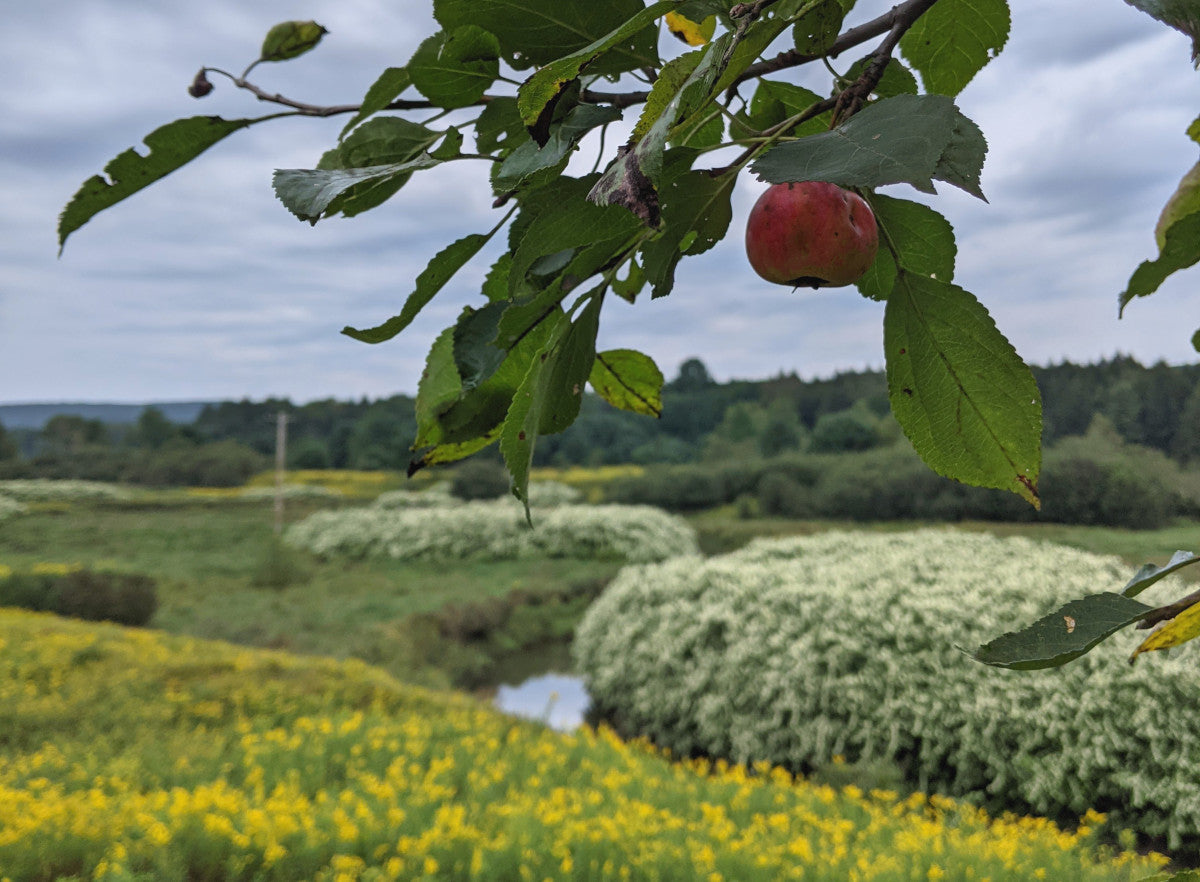 A cider apple on a limb.