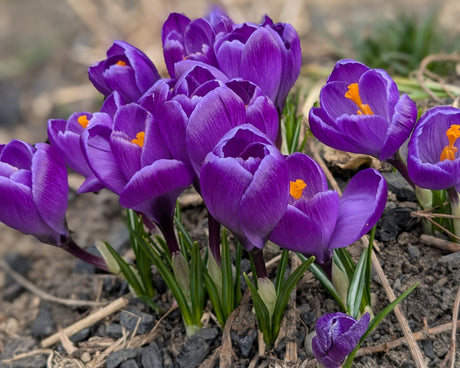 Signs of Spring (and How to Find Them)