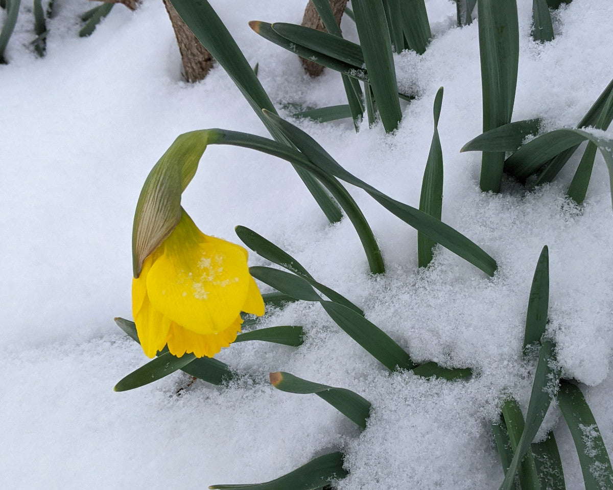 We'd Get Bored of Pterodactyls