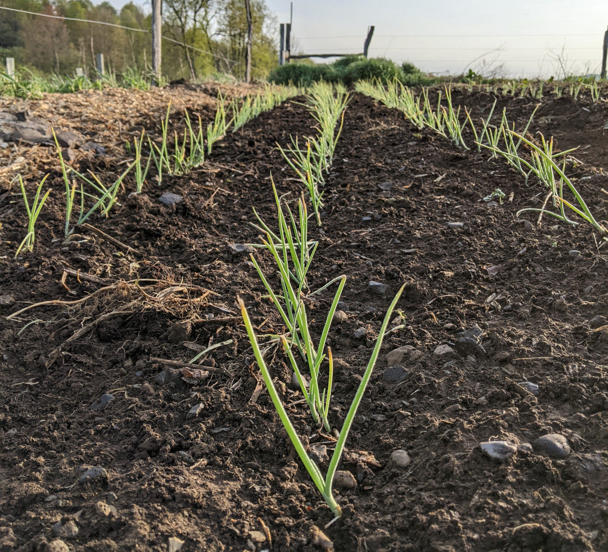 Shallow Roots