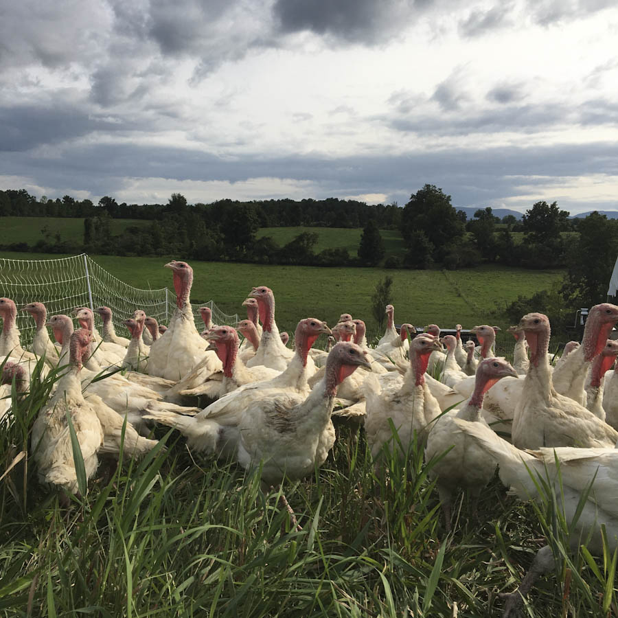 Certified Organic Pastured Turkey (11.5 pounds)