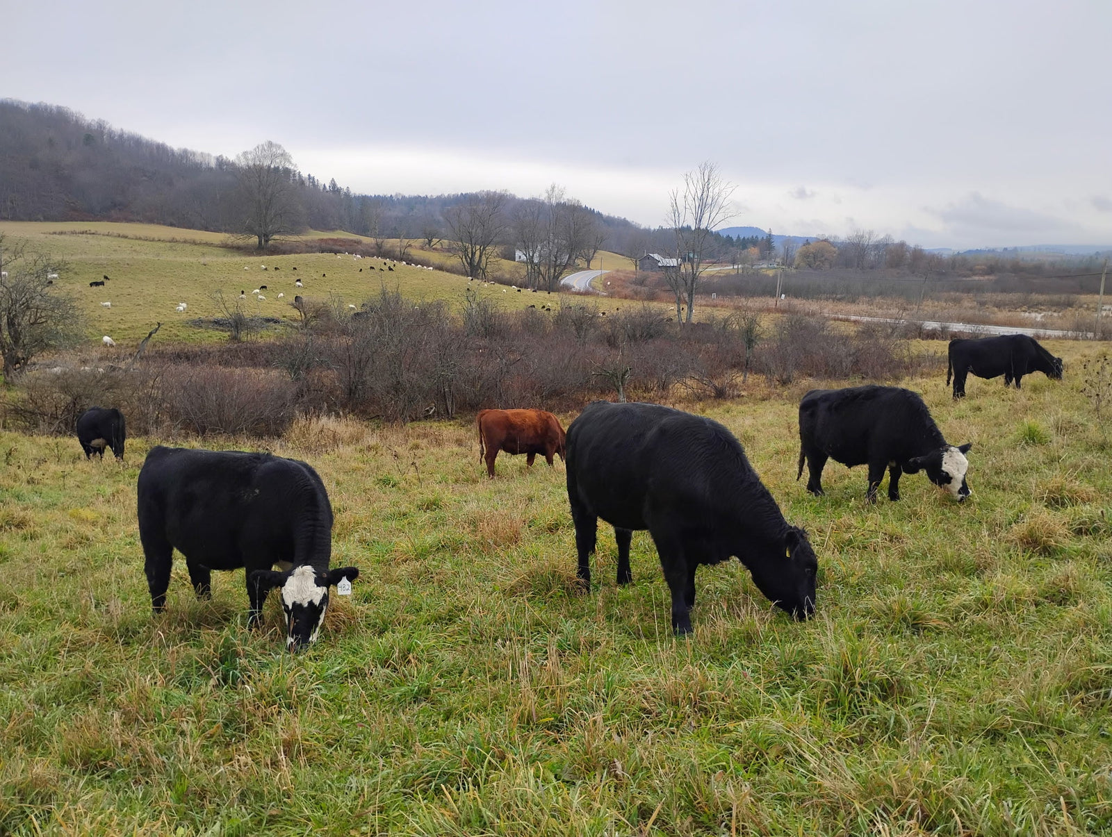 Why are Cow Prices So High?