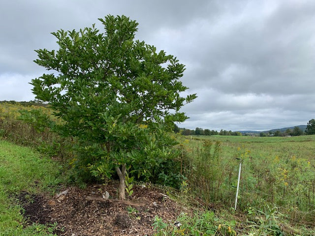 A Farmer's Guide to Planting and Protecting Trees, Part One
