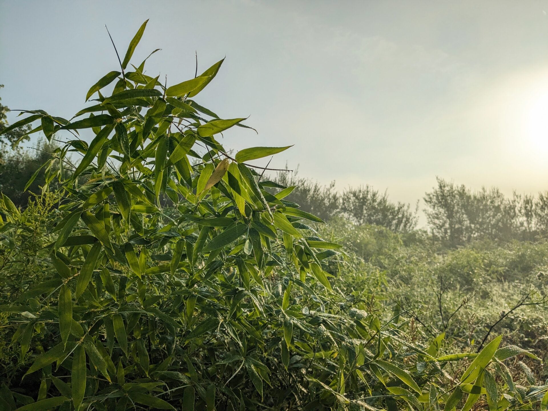 Bamboo Scams and Environmental Farming