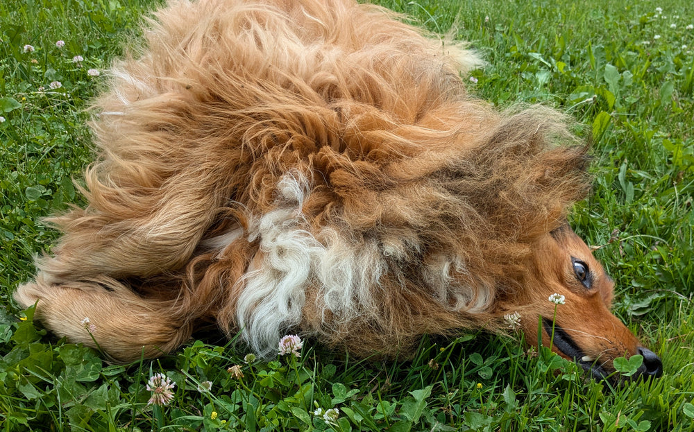 Dogs and Overbreeding – Cairncrest Farm