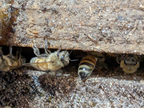Nature is Cruel and Kind