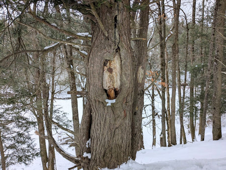 Farm Detectives Case #1