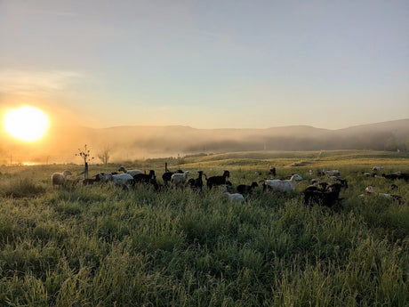 The Future is Sheep