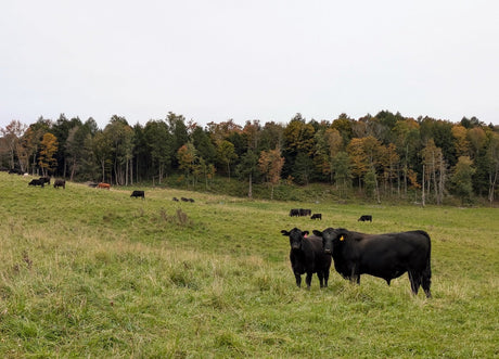 Is The American Beef Cow Doomed?