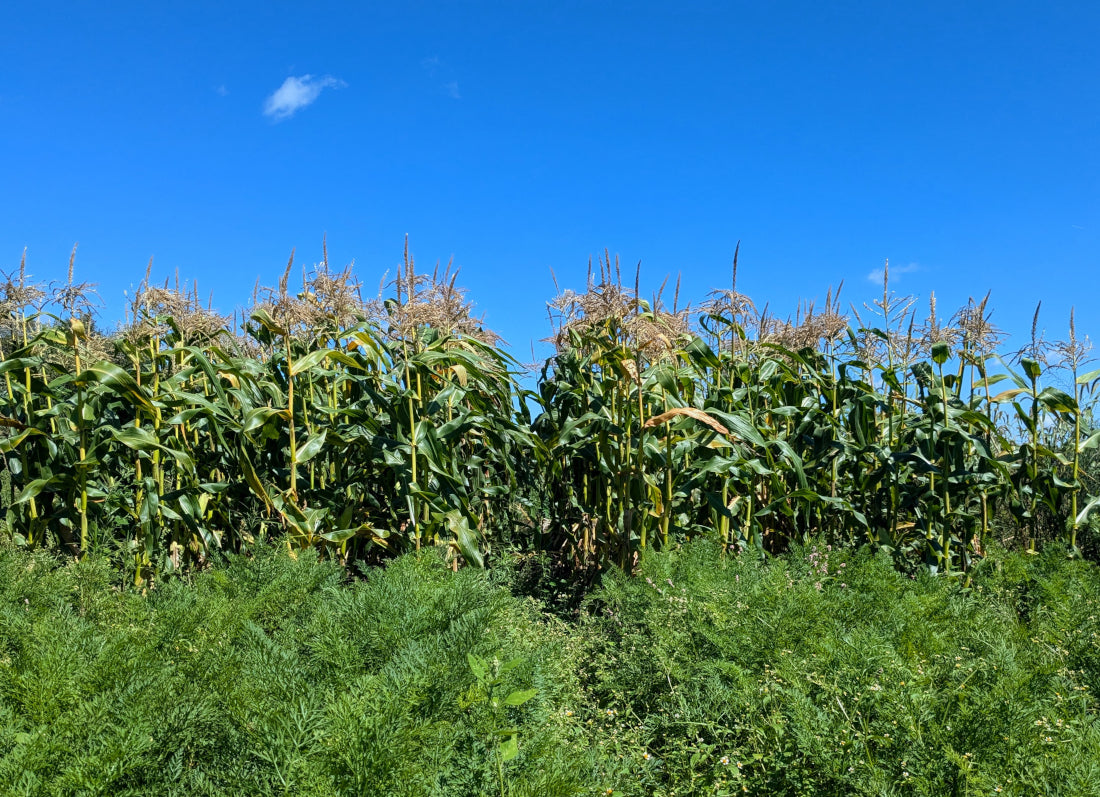 Why We're Getting Worse at Thinking – Cairncrest Farm