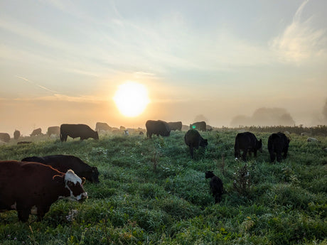 Farm Beauty Standards