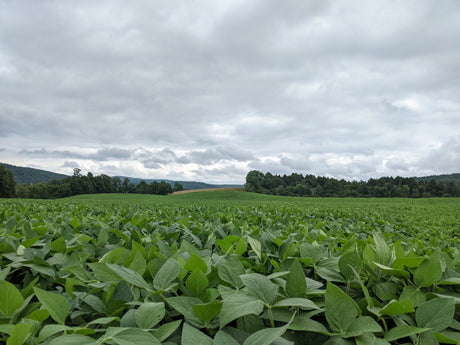 Bio Pivot and Good Farming: Two Reasons for Cautious Optimism in Farming