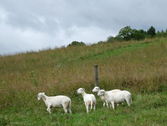 Grass Fed vs. Grass Finished Beef and Lamb