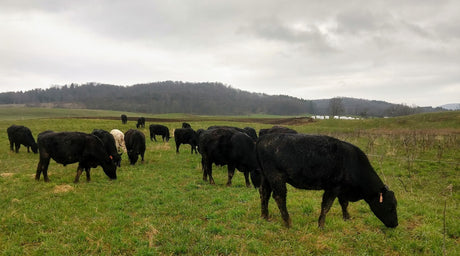 Grass Fed Beef, Hay Fed Beef