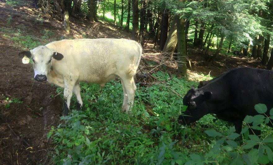 Cows vs. Wildfires – Cairncrest Farm