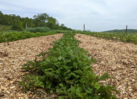 The Money Saving Garden