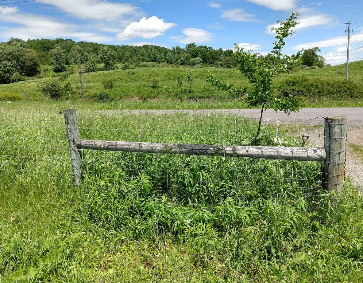 How do I Love a Fence?