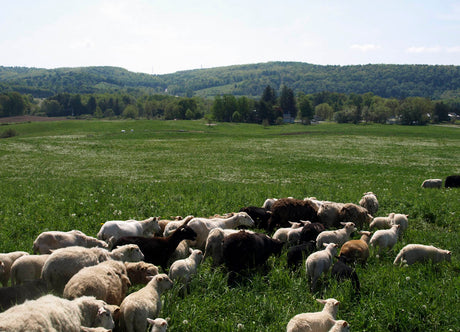 What Growing All Your Own Food Might Look Like