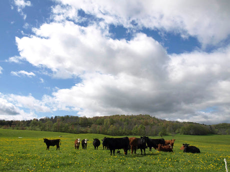 Land Use Change and You