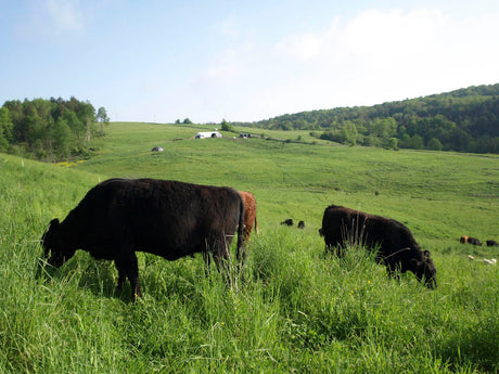 Grass fed cows grazing on a hill.