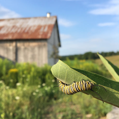 Grass Fed Bugs (and Grass Fed Beef)