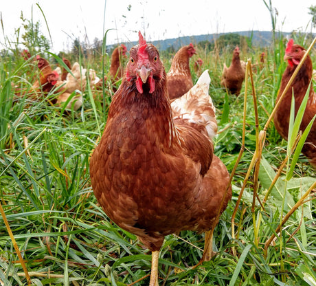 Laying hen walking through grass