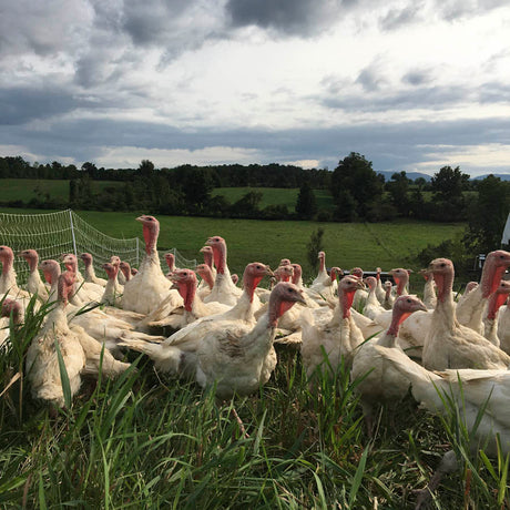 Will There Be A shortage of Thanksgiving Turkeys?