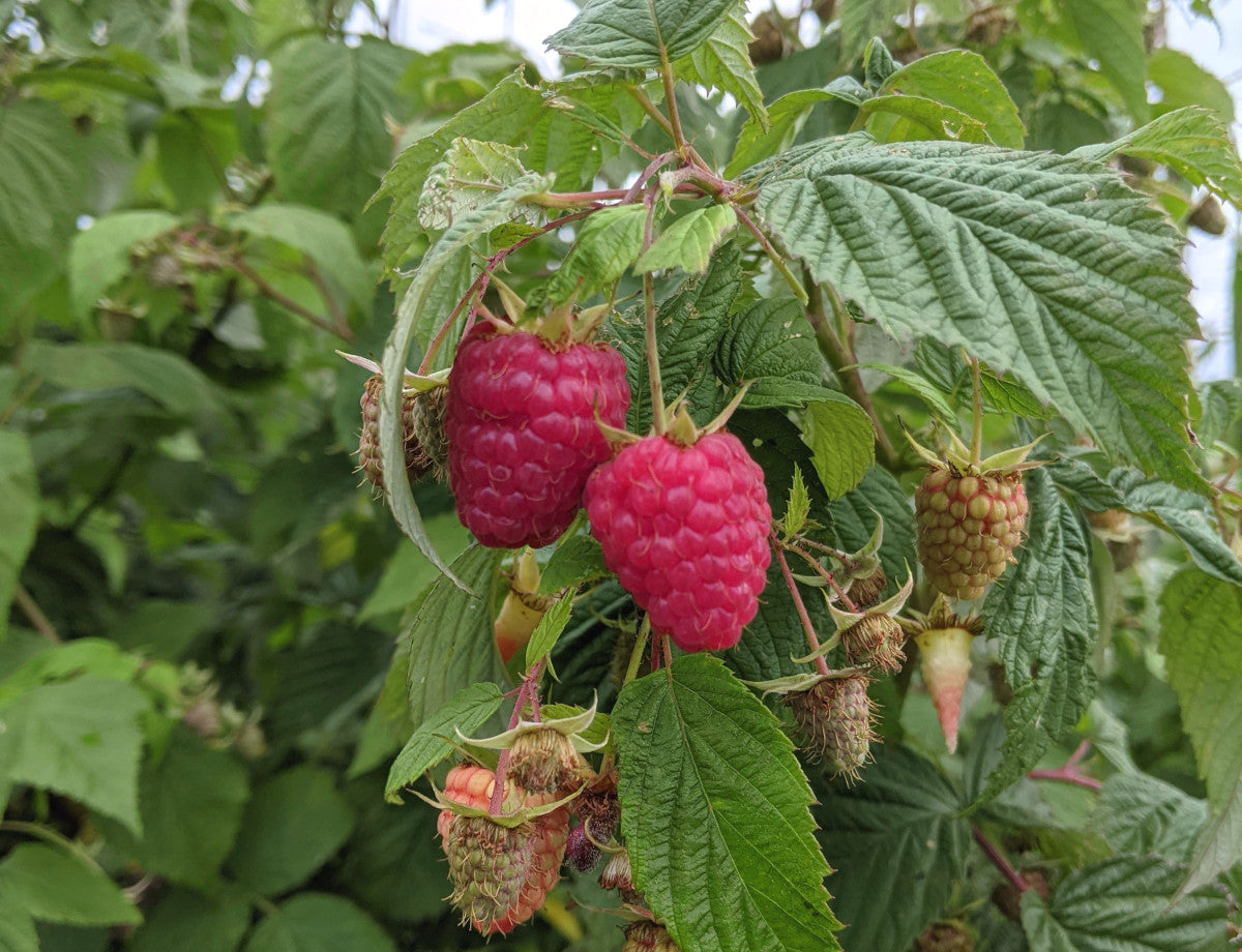 Ripe raspberries in a farm garden.