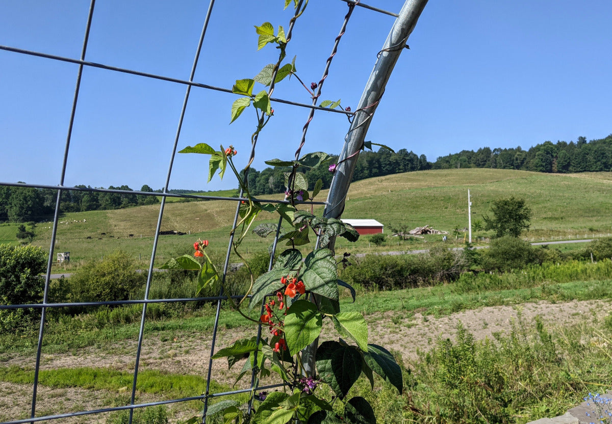 Hog Panel Trellis