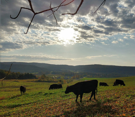 1800 Gallons of Water for a Pound of Beef?