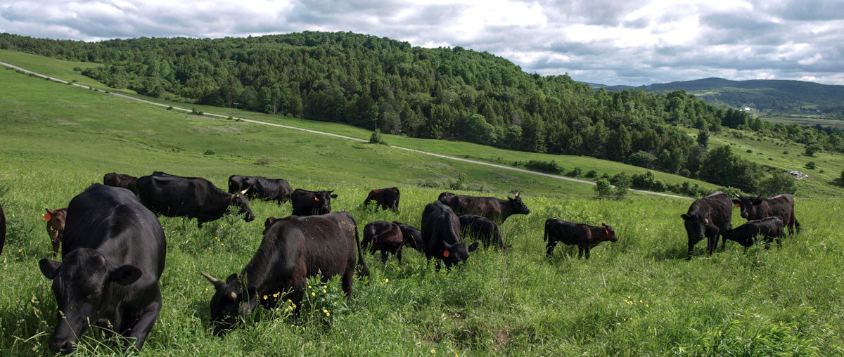 Grass-Fed Beef vs Pasture-Raised: What's the difference? - The