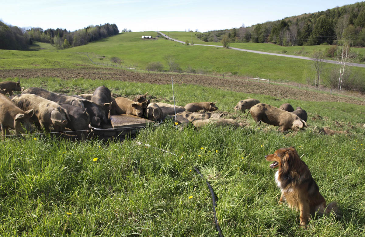 Grass Fed vs. Pastured – Cairncrest Farm