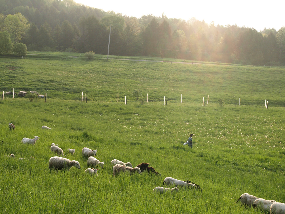 Pastured Lamb: Porterhouse Lamb Chops
