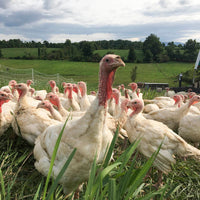 Thumbnail for Pastured Turkey (15 pound)
