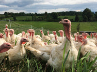 Thumbnail for Pastured Turkey (17 pounds)