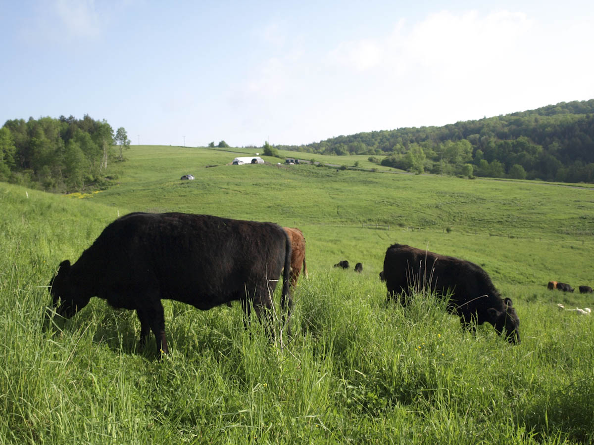 Grass fed cows grazing on a hill.