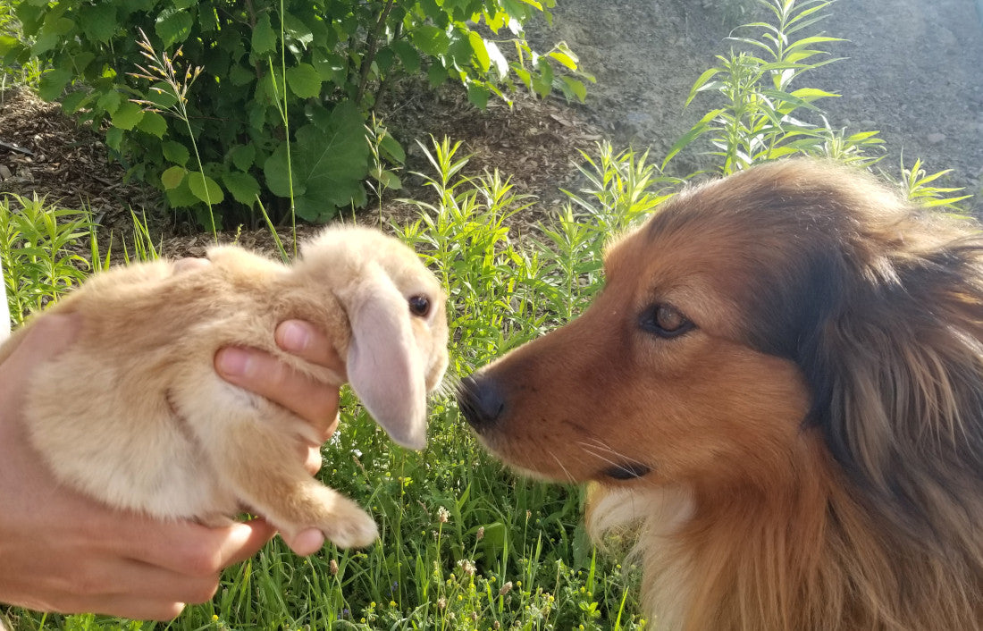 can rabbits play with dogs