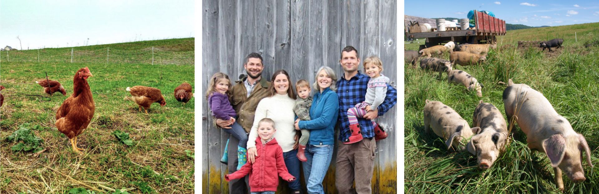 new-york-farm-animals New York family farm